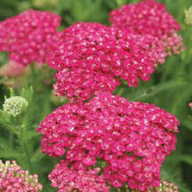 Achillea