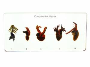 Comparative Hearts in Resin. Real specimen.