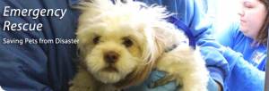 Hurricane Sandy: Animal League America Provides Relief