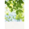 Make Spaces Vibrant With Eco-Friendly Satin Wall Murals