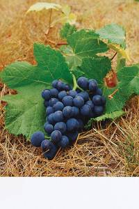 Professional & Durable Knit Polyester Banner Fabric | Power Graphics